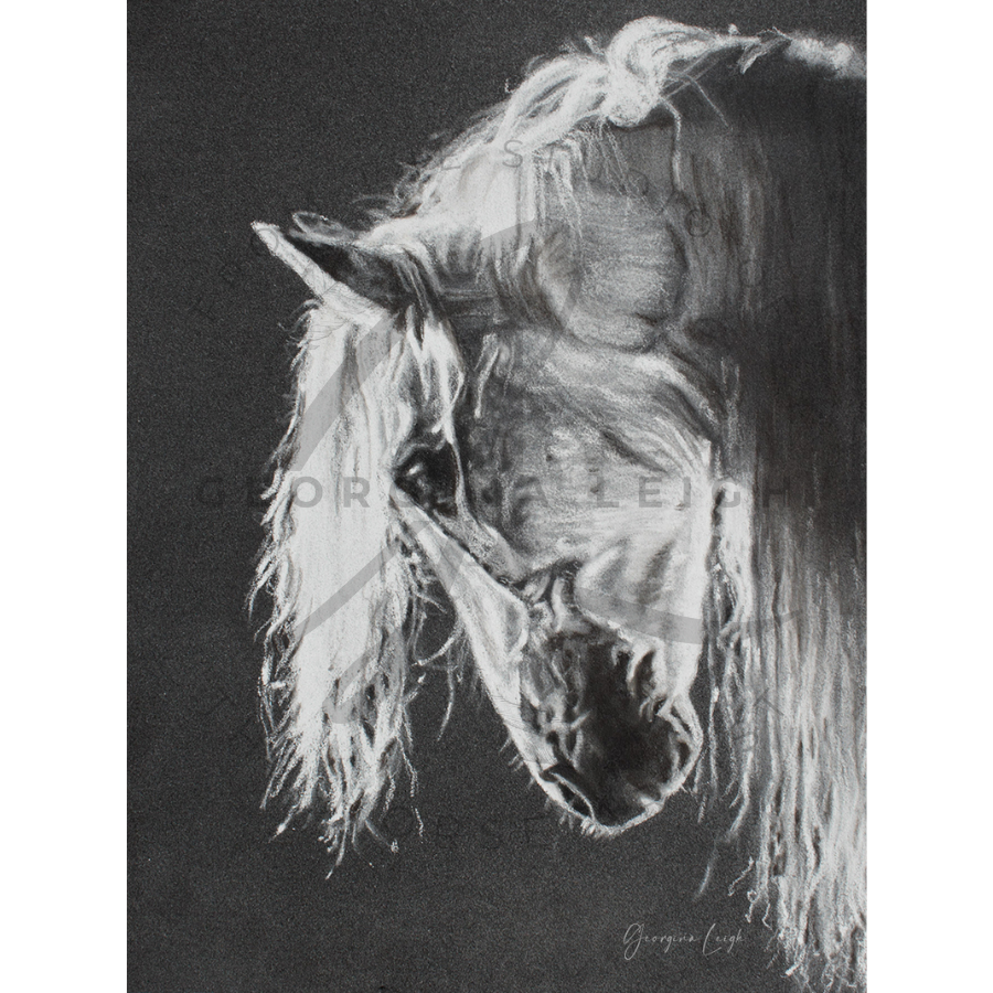 Andalusian PRE Horse Drawing (print) (A4)